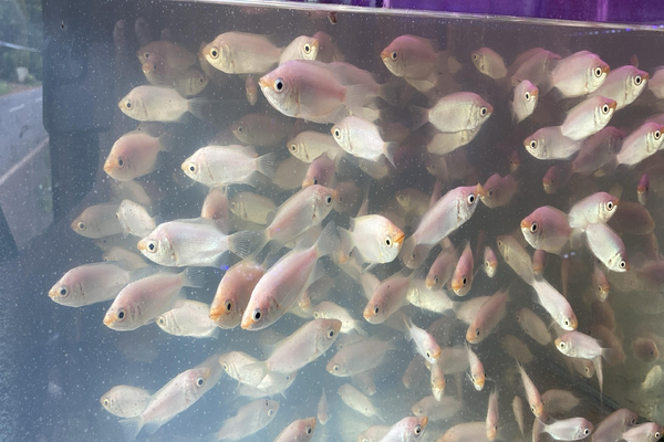 Aquamall online store