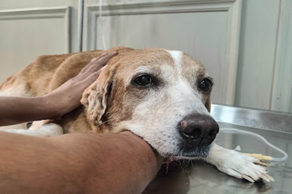 Fairy Tails Veterinary Hospital