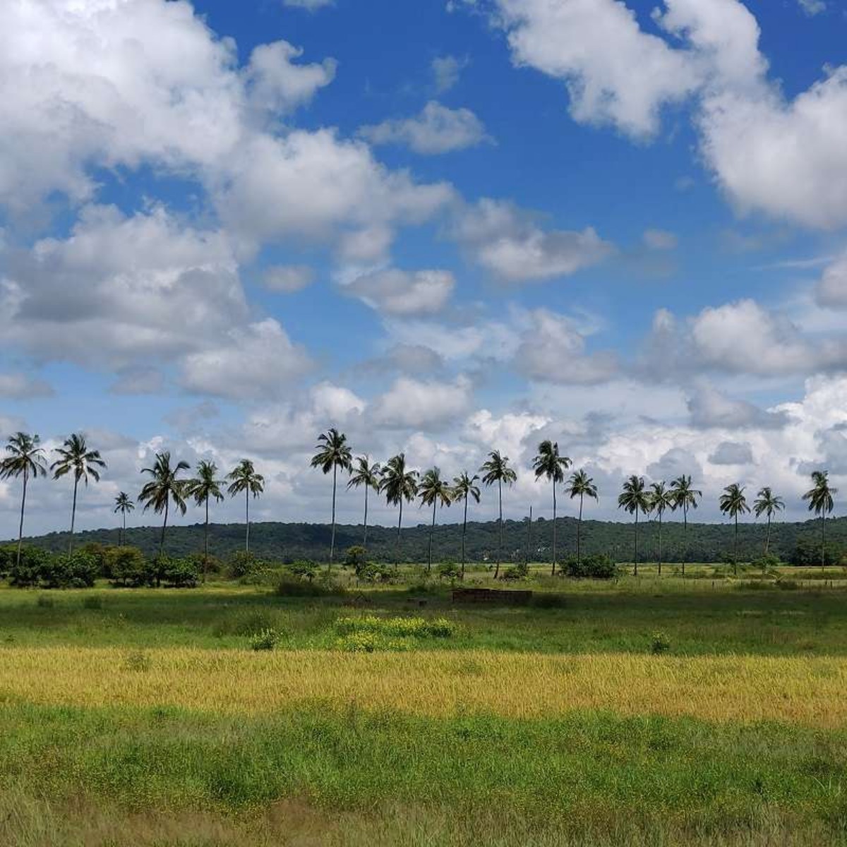 The Divar Island Project